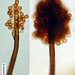 Periconia - Photo (c) Jerry Cooper,  זכויות יוצרים חלקיות (CC BY), הועלה על ידי Jerry Cooper