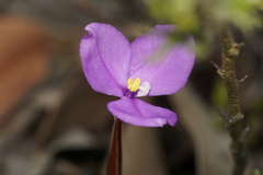 Patersonia pygmaea