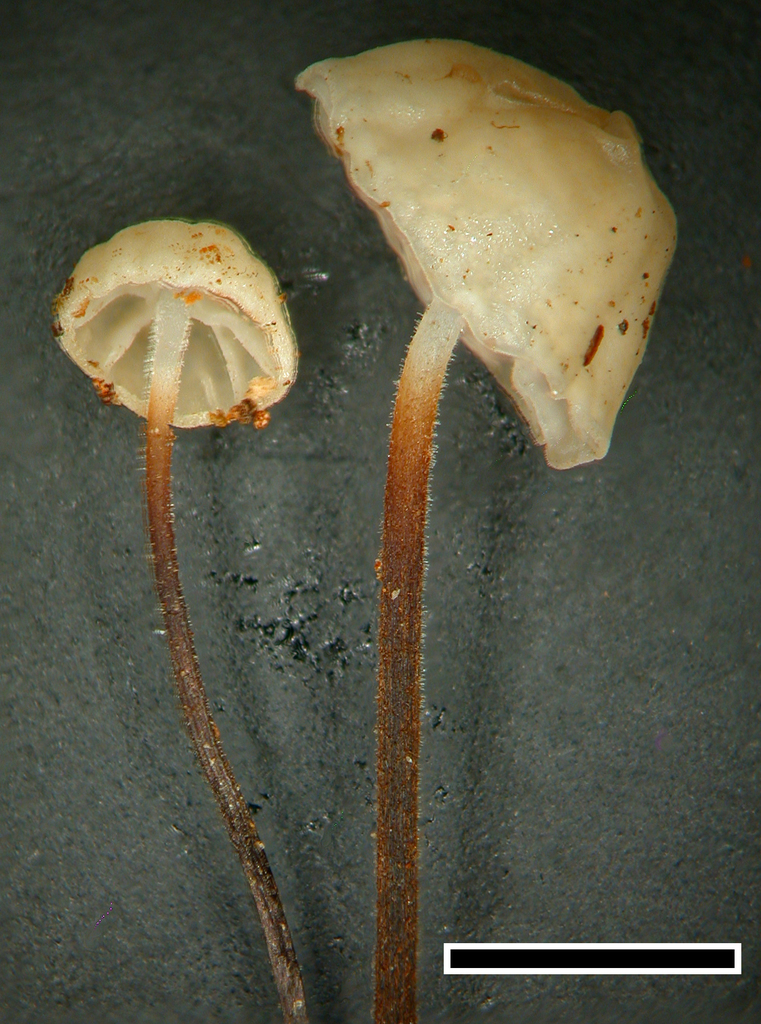 Gloiocephala nothofagi