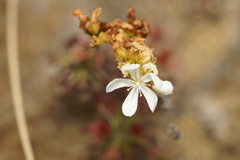 Drosera verrucata