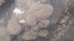 Entoprocta