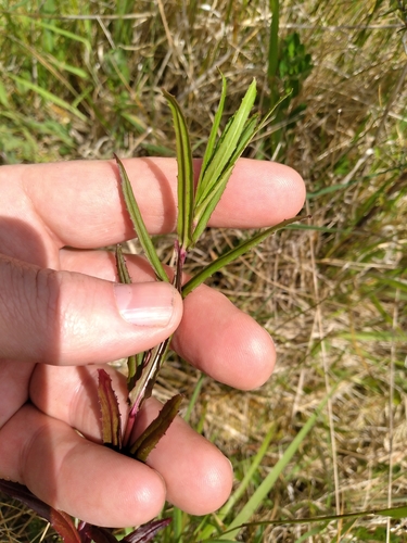 Image of Epilobium pallidiflorum by (c) Leon Perrie, some rights reserved (CC BY)