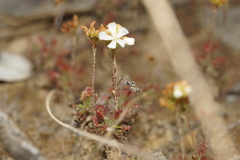 Drosera verrucata