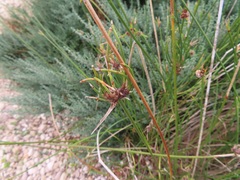 Cyperus gymnocaulos