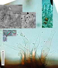 Gloiocephala nothofagi