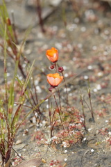 Drosera platystigma