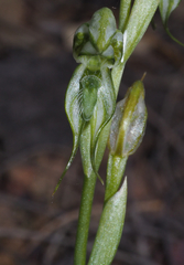 Pterostylis picta