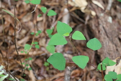 Homalanthus stillingiifolius