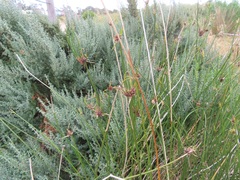 Cyperus gymnocaulos