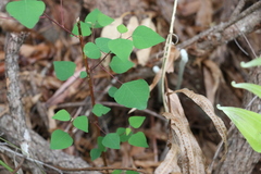 Homalanthus stillingiifolius