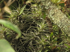 Tillandsia incarnata