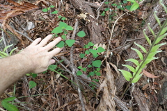 Homalanthus stillingiifolius