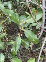 Ficus verruculosa image