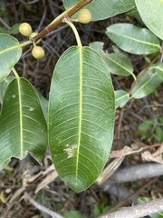 Ficus verruculosa image