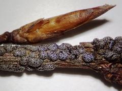 Polyschismium chailletii