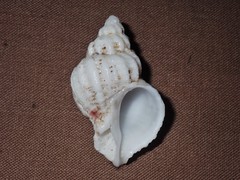 Coralliophila squamosissima