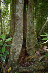 Beilschmiedia bancroftii