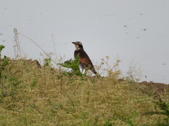 Turdus eunomus