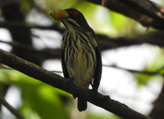 Dicaeum chrysorrheum