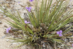 Patersonia occidentalis