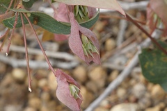 Daviesia cordata