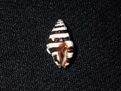 Engina zonalis