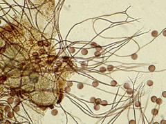 Polyschismium chailletii