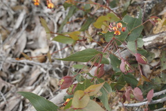 Daviesia cordata