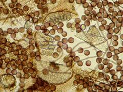 Polyschismium chailletii