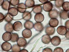 Polyschismium chailletii