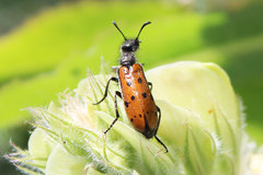 Hycleus quatuordecimpunctatus