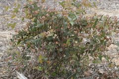 Daviesia cordata