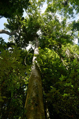 Beilschmiedia bancroftii