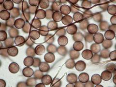 Polyschismium chailletii