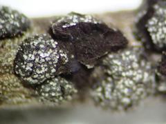 Polyschismium chailletii