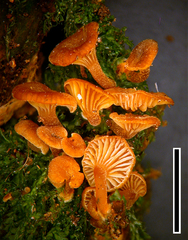 Xeromphalina podocarpi