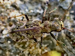 Neocicindela
