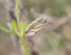 Philobota arabella