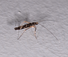 Conopomorpha cyanospila