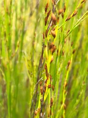 Baloskion tetraphyllum