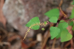 Homalanthus stillingiifolius