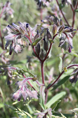 Onosma polychroma