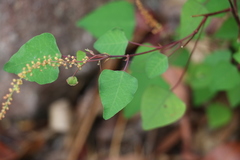 Homalanthus stillingiifolius