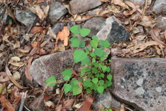Homalanthus stillingiifolius