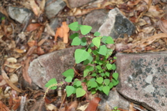 Homalanthus stillingiifolius