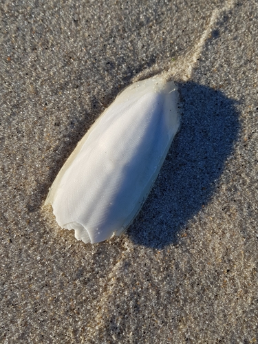 photo of European Common Cuttlefish (Sepia officinalis)