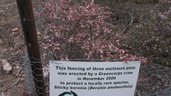 Cyanothamnus anemonifolius