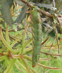 Coequosa triangularis
