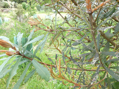 Coequosa triangularis