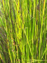 Baloskion tetraphyllum